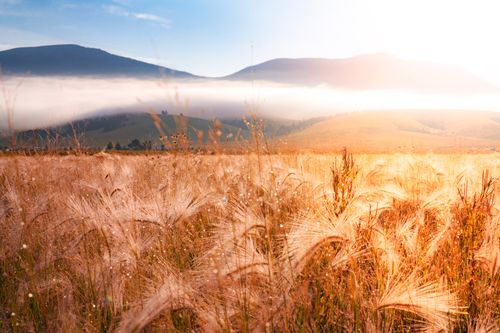 Free Golden wheat fields in Eagle Nest, NM, at sunrise, capturing the serene beauty of the countryside. Stock Photo
