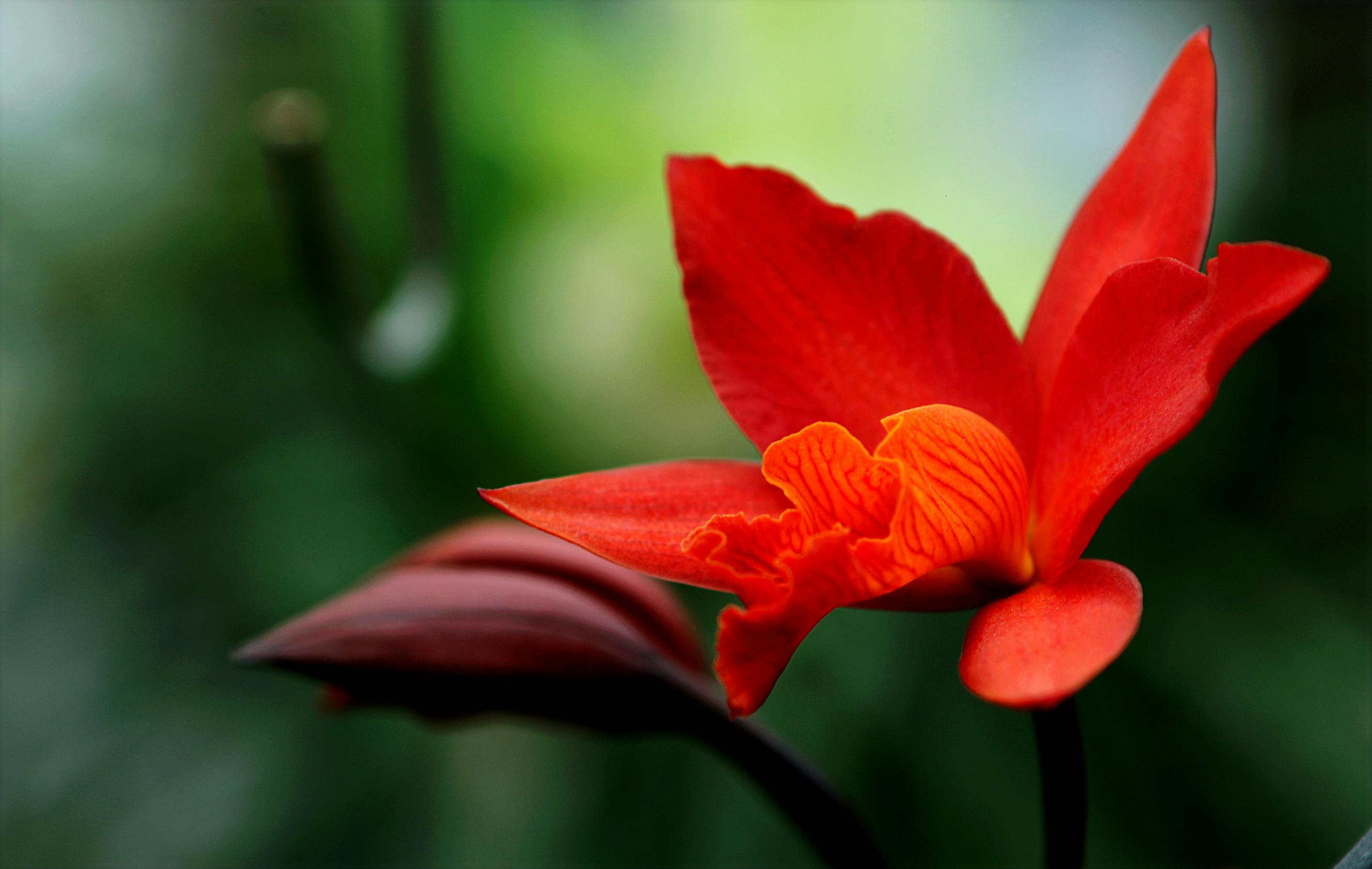 Red Orchid Flower In Closeup Photo · Free Stock Photo