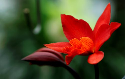 Red Orchid Flower In Close-up Photo