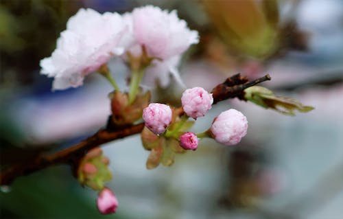 Macro Photography of Flower Buds