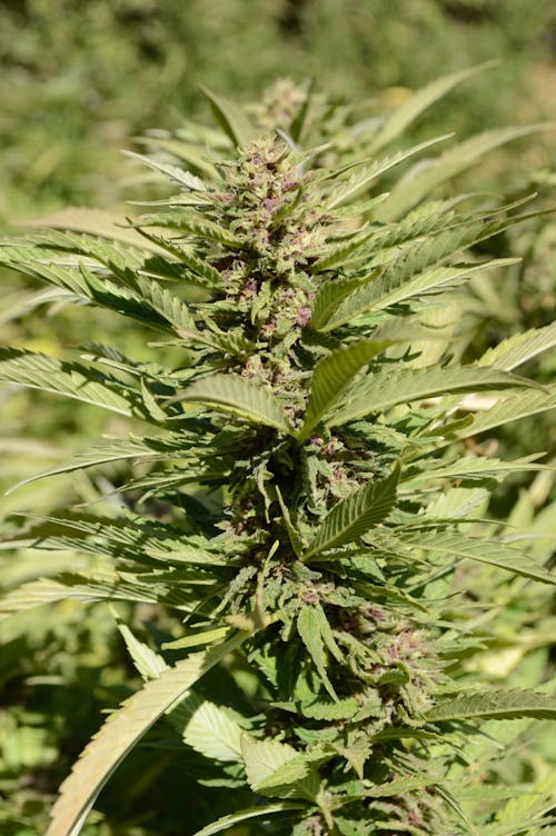 Green Leaves of a Cannabis Plant in Close Up Photography