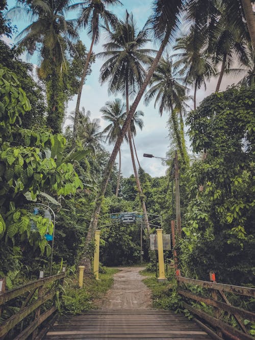 Footbridge and Footpath under Palm Trees
