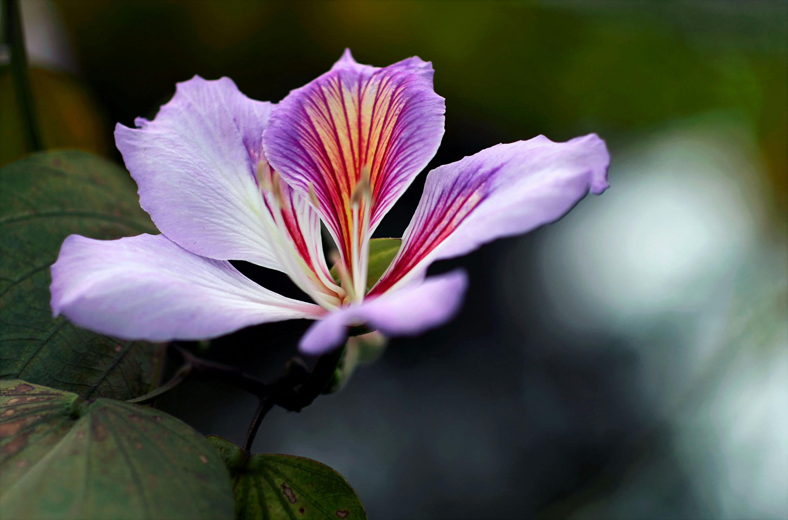 特写镜头中，紫荆花充满活力，紫色的花瓣十分醒目，周围是郁郁葱葱的绿色植物