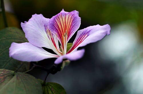 бесплатная Крупный план фиолетового цветка орхидеи Стоковое фото