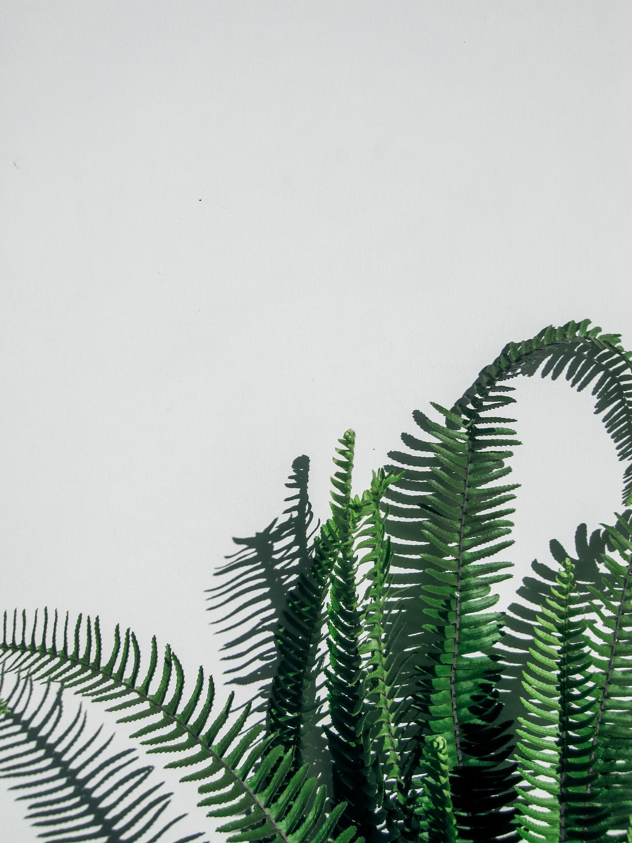 Boston fern fronds with fresh green leaflets growing against a white wall, a classic humidity-loving bathroom plant