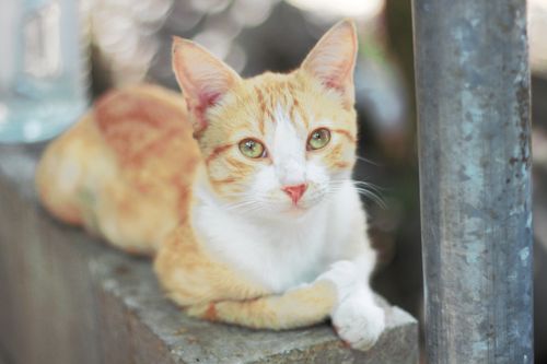 Free A ginger cat lies peacefully on a concrete wall in an outdoor setting. Stock Photo