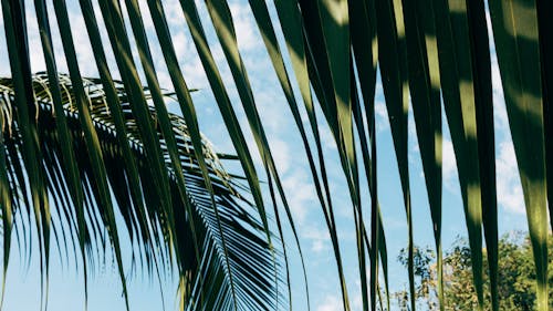 Close-Up Shot of Green Palm Leaves