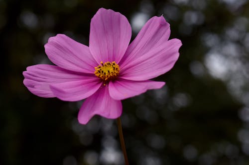 bezplatná Základová fotografie zdarma na téma botanický, detail, květ Základová fotografie