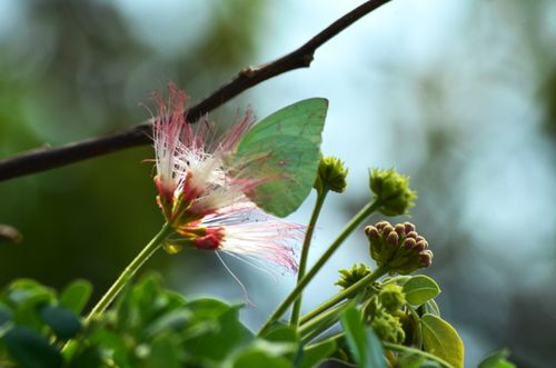 Free Butterfly and flower Stock Photo