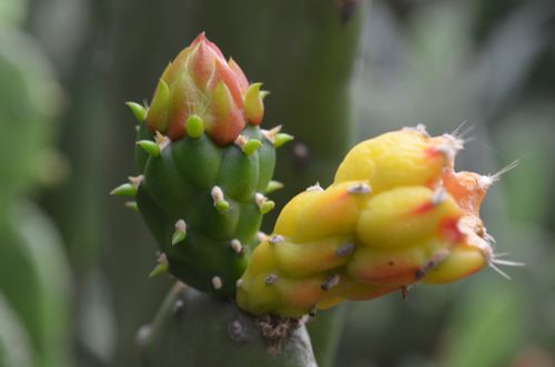 Free Twin cactus Stock Photo