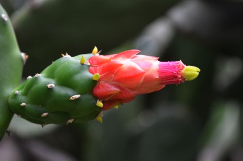 Free Cactus Stock Photo