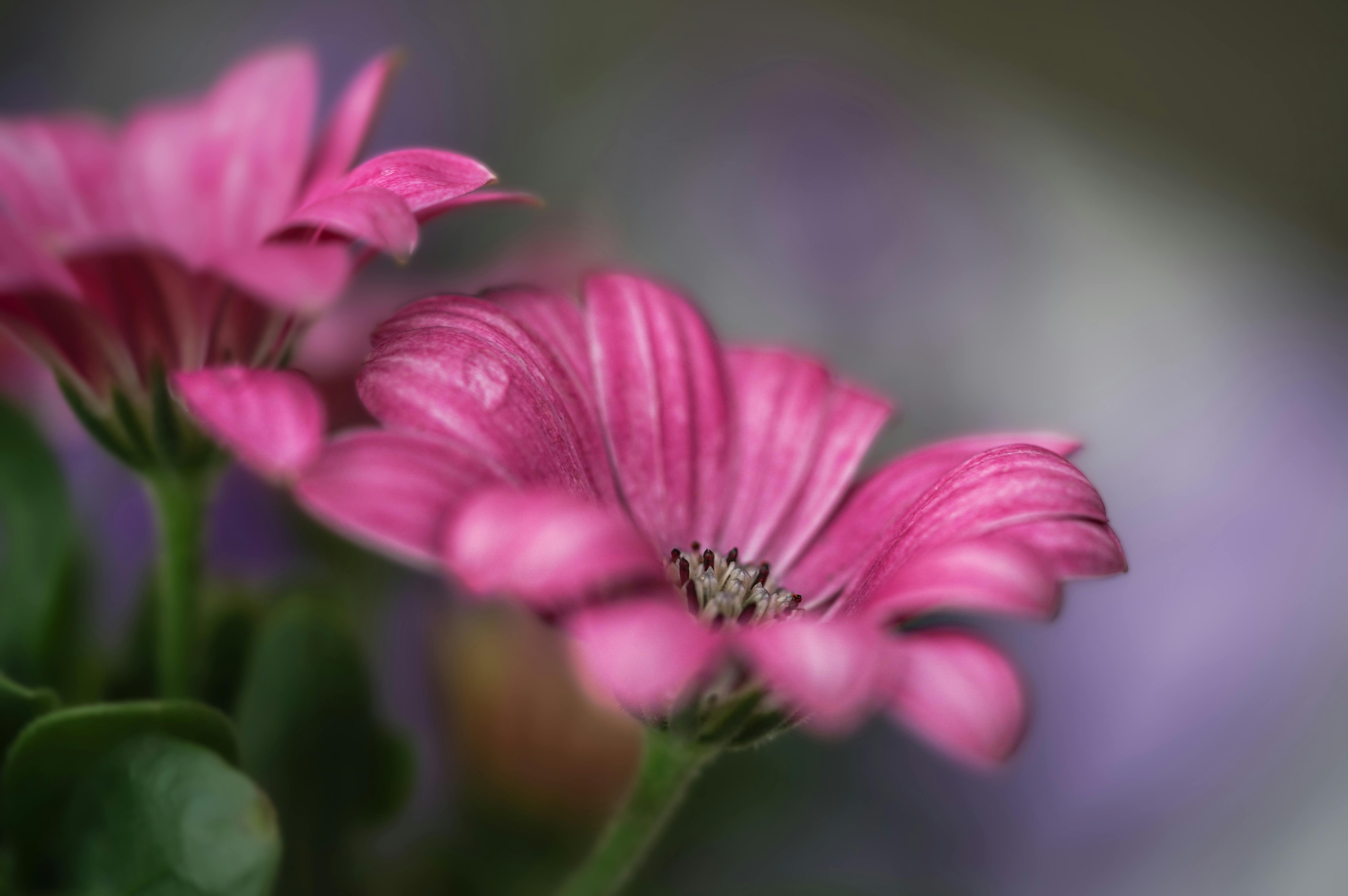 Pink Flowers in Bloom in Closeup Shot · Free Stock Photo