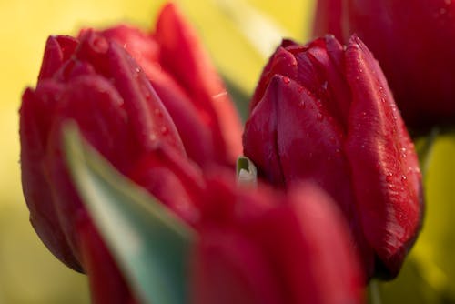 Red Tulips in Close-up Shot