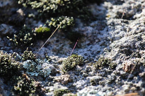 First Snow on the Ground 