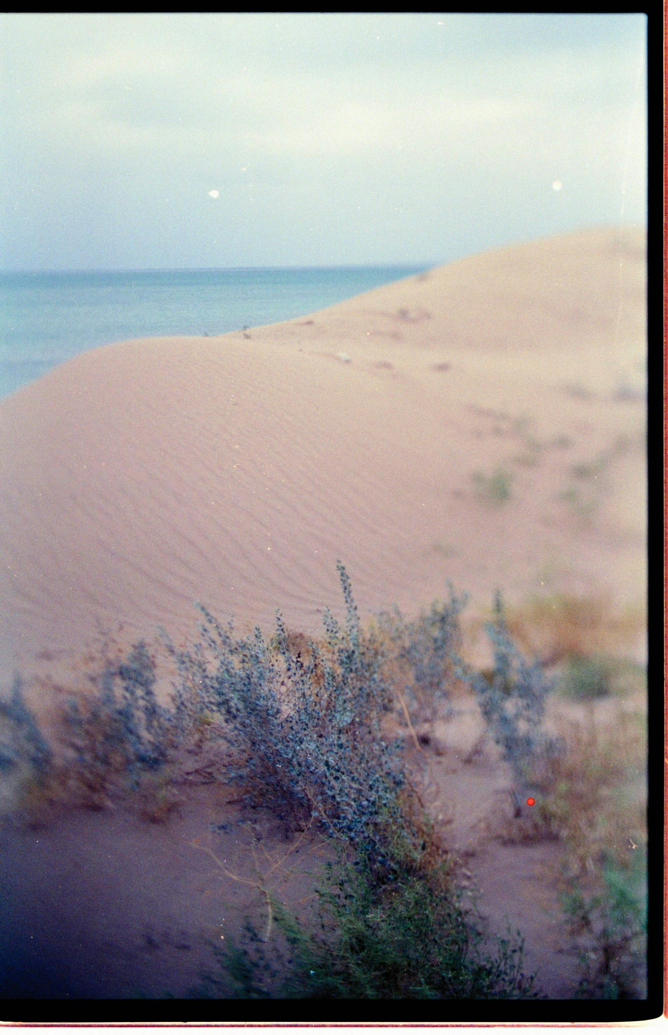 A tranquil beach scene featuring sandy dunes and coastal vegetation against a calm sea backdrop.