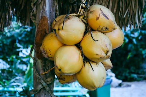 Foto d'estoc gratuïta de coco, suc de coco