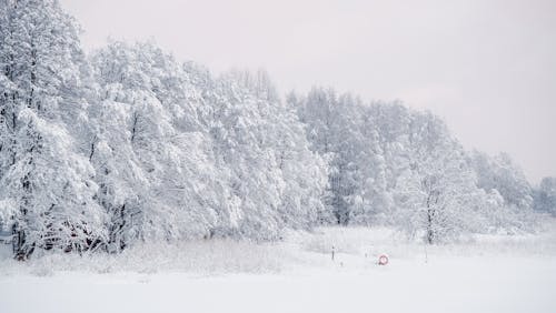 Free Snow Covering the Trees and Ground Stock Photo