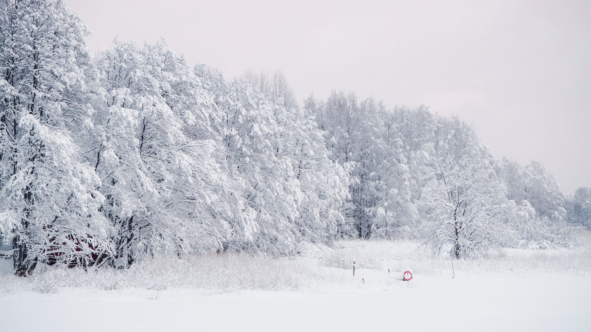 Peaceful winter scene of snow-coated trees in a Helsinki forest, showcasing nature's tranquility.