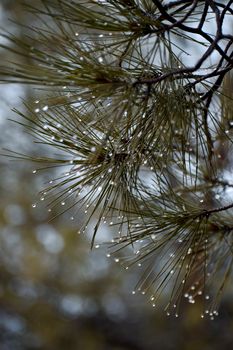 Close-up of pine tree needles with glistening raindrops in a natural setting.