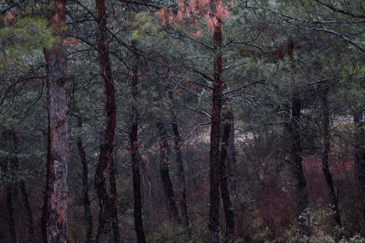 Trees Growing In Forest