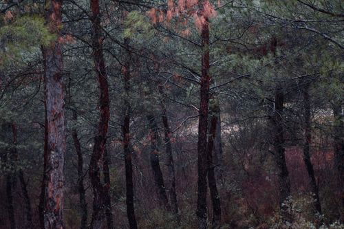 Free A tranquil view of a dense forest with tall trees and soft lighting. Stock Photo