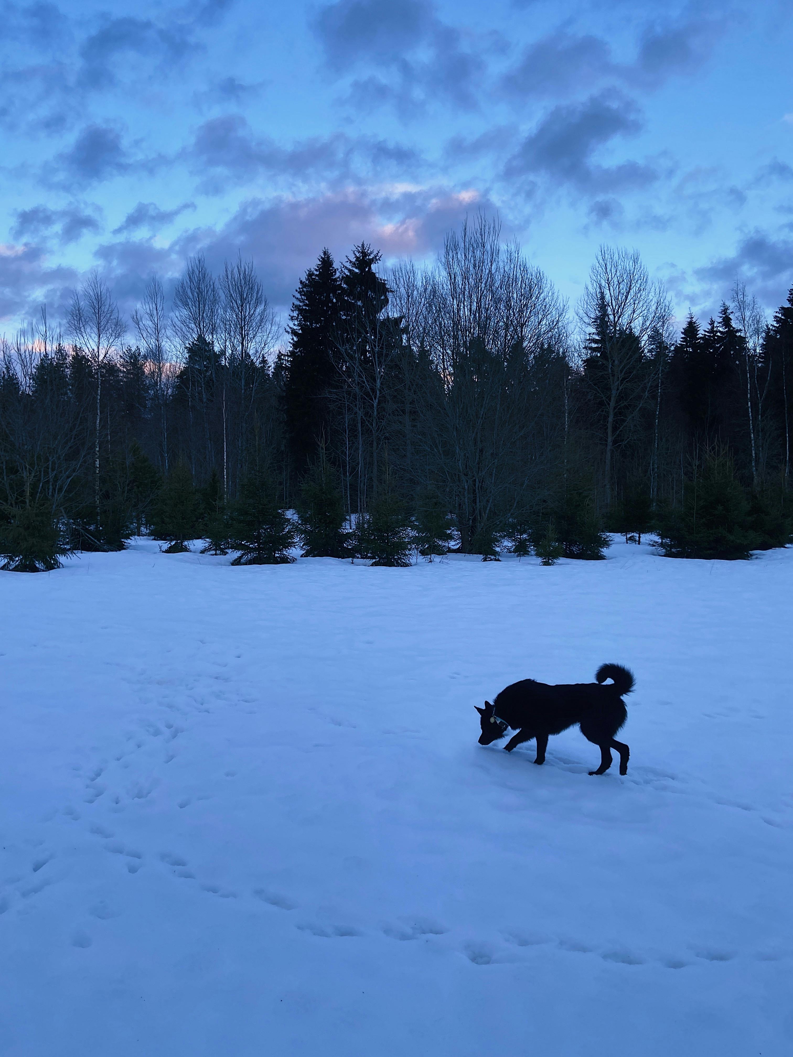 A Dog Walking on Snow · Free Stock Photo