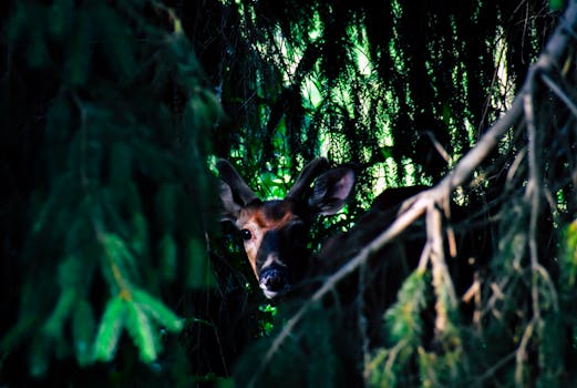 一只鹿凝视着茂密森林的树叶，展现着它的野性之美