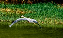 一只苍鹭优雅地飞过郁郁葱葱、被大自然环抱的绿色湖泊