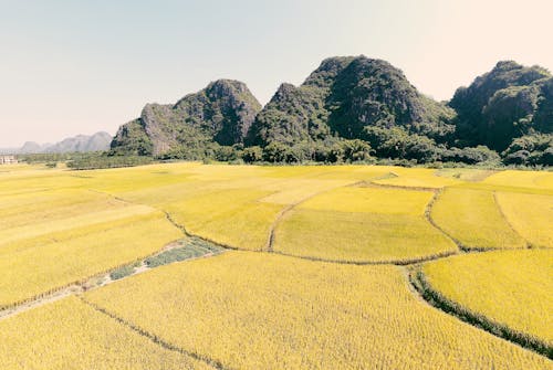 An Aerial Shot of an Agricultural Land