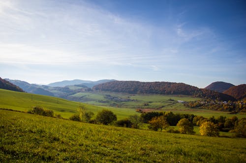 Foto profissional grátis de campo, floresta, floresta no outono