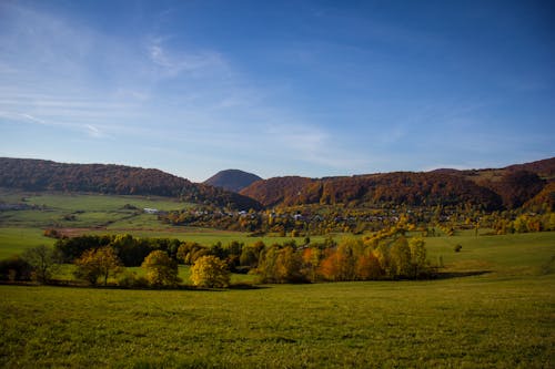 Foto profissional grátis de campo, floresta, floresta no outono