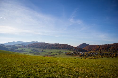 Foto profissional grátis de campo, floresta, floresta no outono