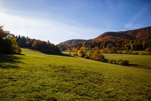 Foto profissional grátis de campo, floresta, floresta no outono