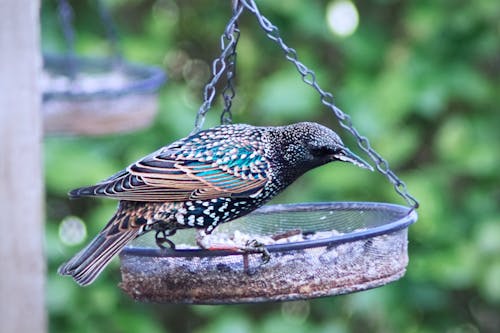 Free stock photo of bird, bird feeder, birds