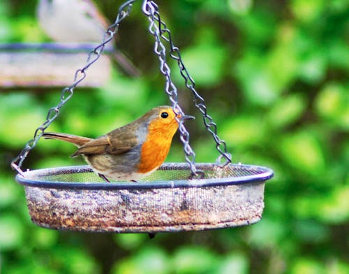 Free stock photo of birds, nature, robin