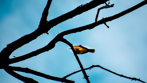 Shallow Focus Photography of Yellow Bird on Brown Tree Branch
