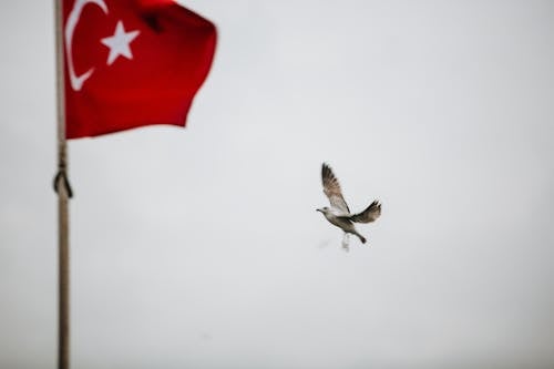Birf Flying near Turkish Flag