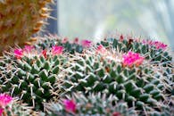 户外，特写的绿色仙人掌长着尖锐的刺，并开着充满活力的粉红色花朵