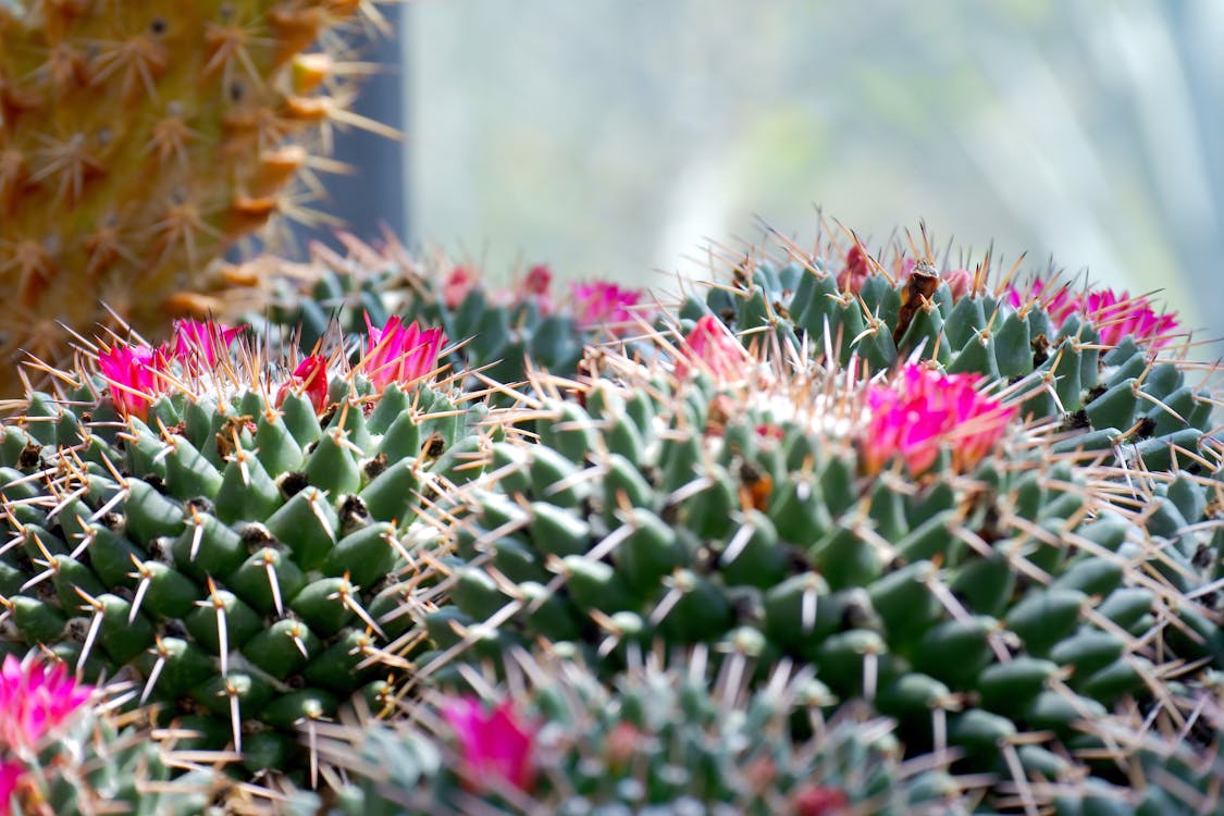 Shallow Focus Photography of Cactus