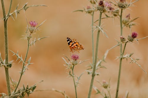 Free Orange Butterfly Perched on Pink Flower Stock Photo