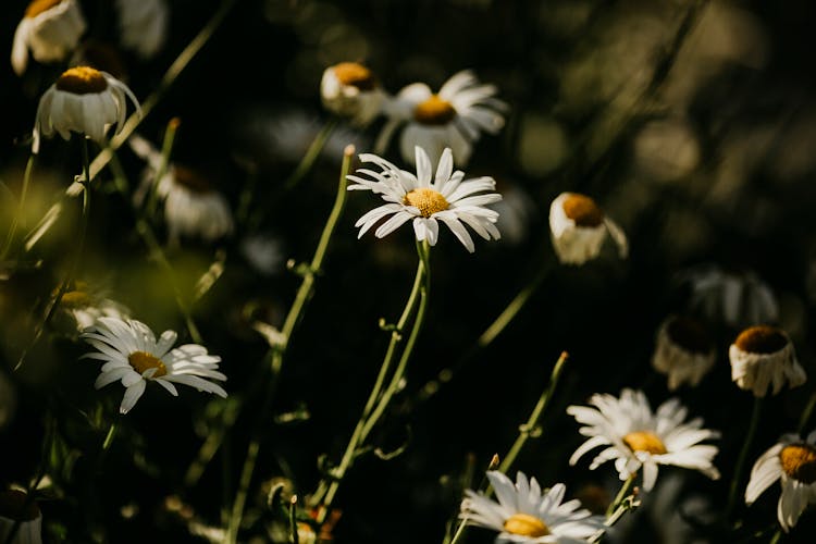 Chamomile Flowers Growing In Grass