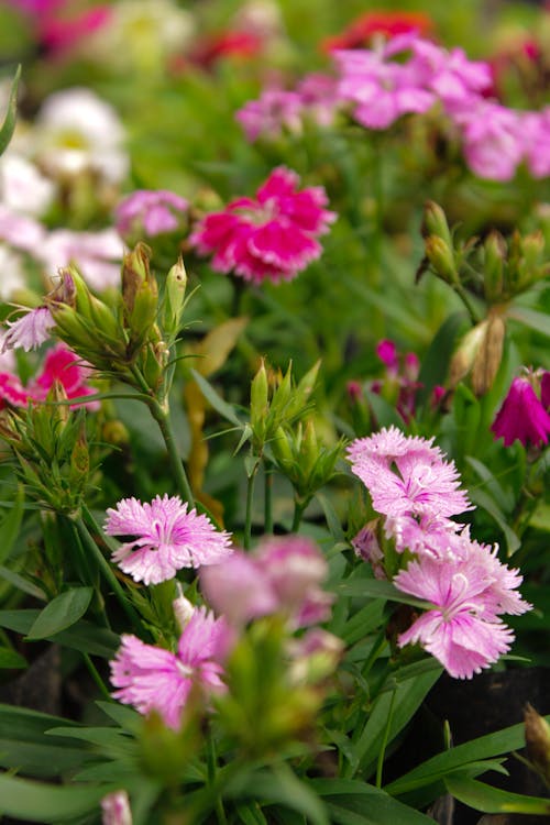 Close-up of Pink Carnations in the Garden 