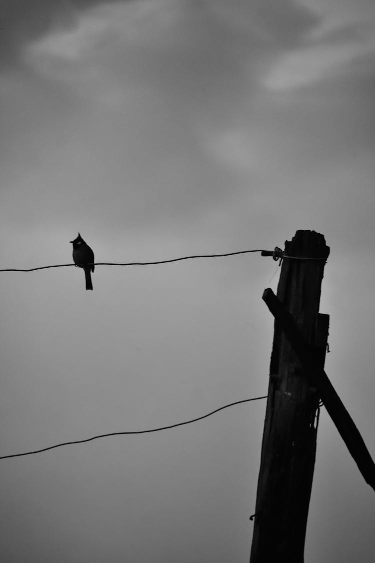 Bird Perching On Wire