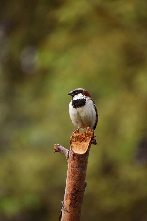 Free Small Bird Perched on a Stick Stock Photo