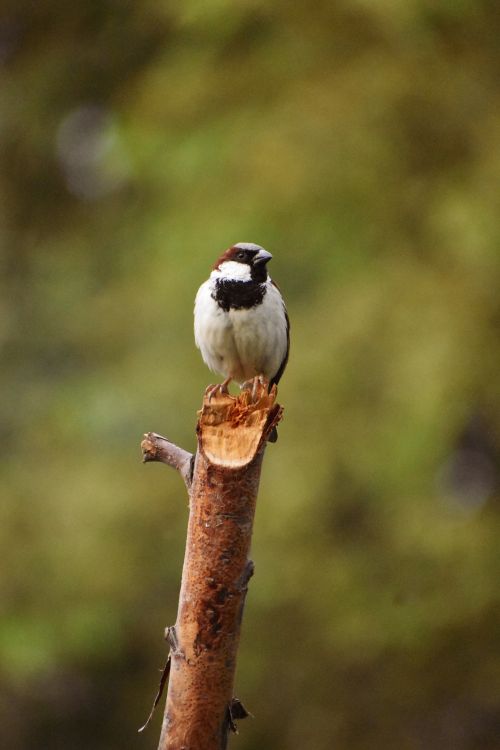 Free Close-up of an Italian sparrow perched on a branch with blurred background. Stock Photo