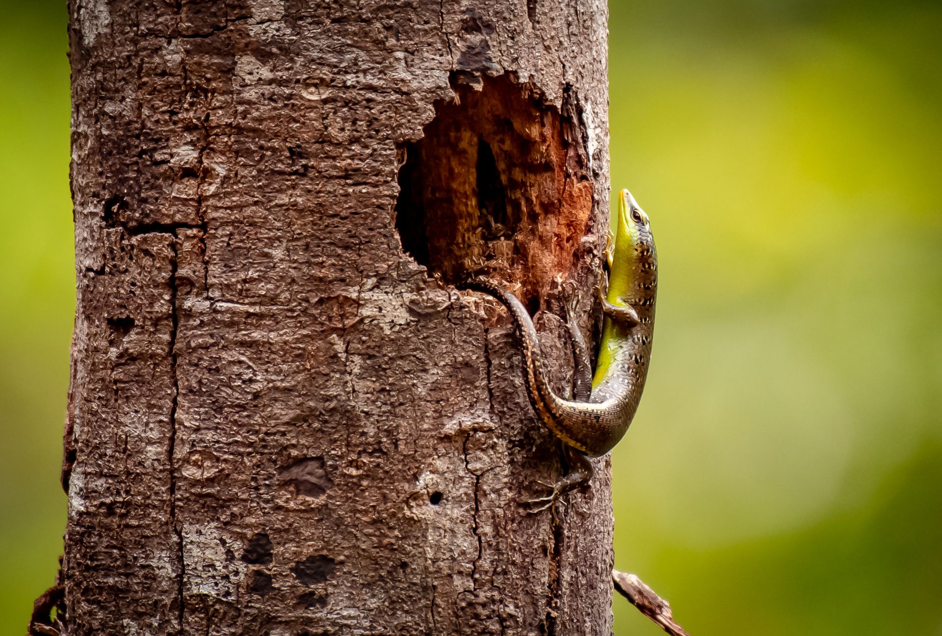 A vivid close-up of a lizard clinging to a tree trunk, set against a blurred green background.