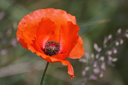 Fotografia Di Messa A Fuoco Selettiva Di Fiori Dai Petali Arancione