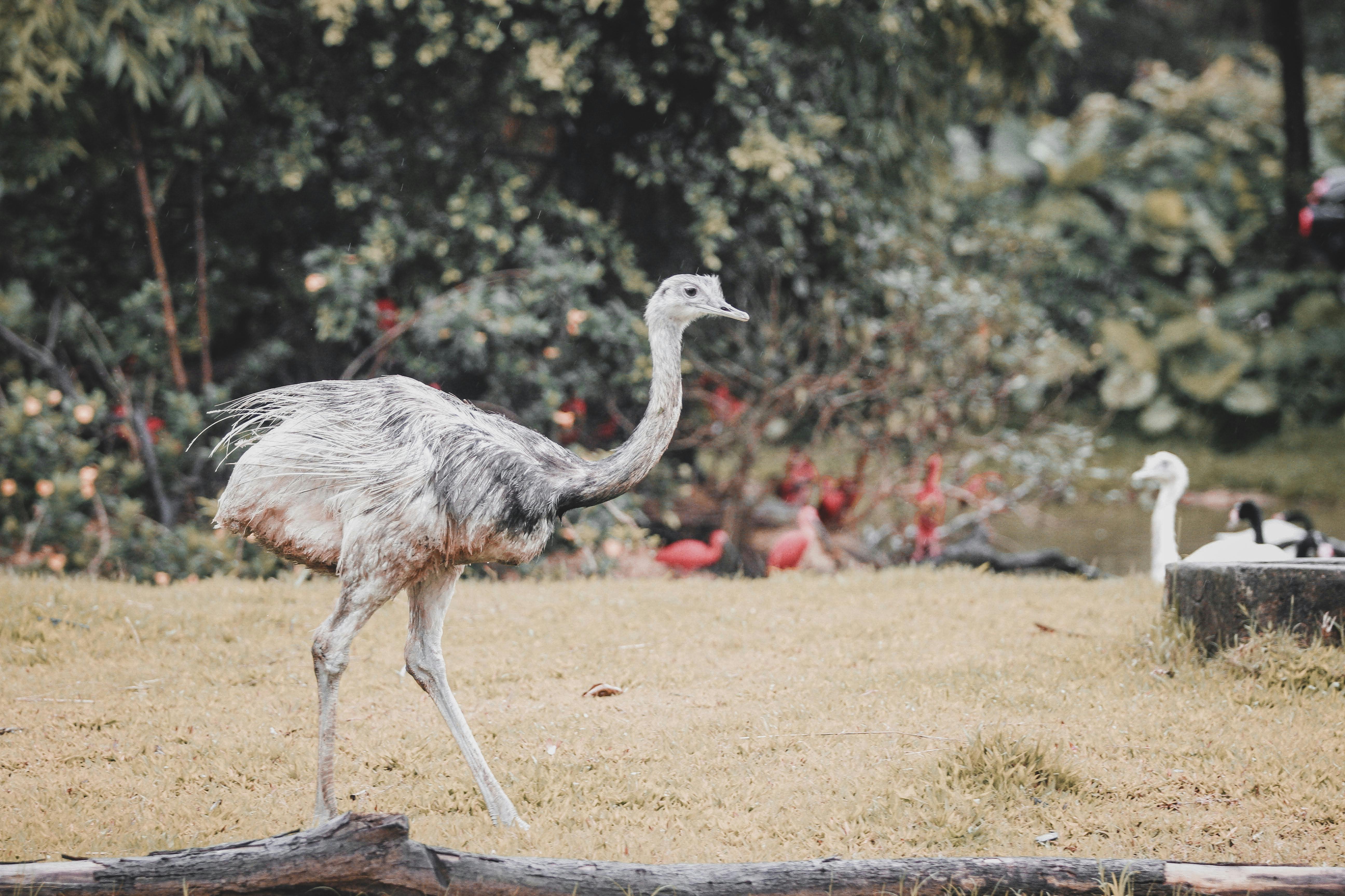 Ostriches and Flamingos in a Park · Free Stock Photo