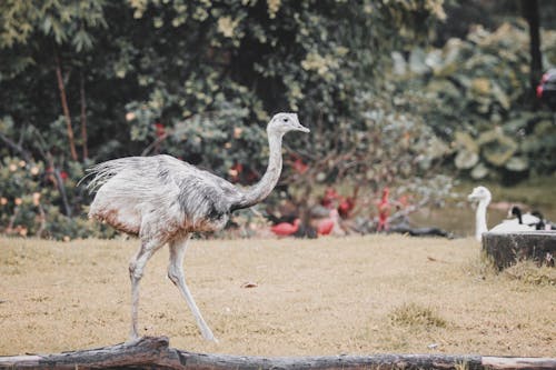 Darmowe zdjęcie z galerii z bujne liście, flamingi, krzaki