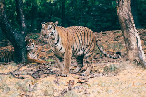 Foto d'estoc gratuïta de animal, animal salvatge, carnívor